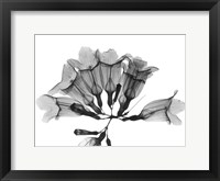 Framed Garlic Vine