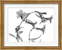 Framed Brazilian Jasmine