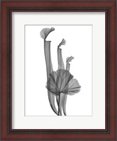 Framed Marching Floral