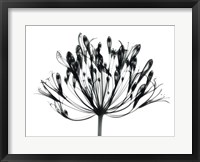 Framed African Lily