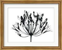 Framed African Lily