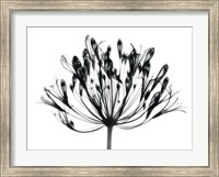 Framed African Lily