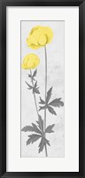 Shinning Bloom Framed Print