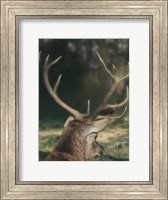 Framed Wandering Buck