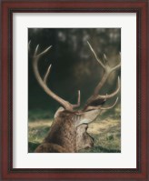 Framed Wandering Buck