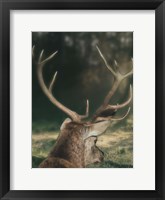 Framed Wandering Buck