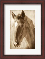 Framed Wild Stallion 1