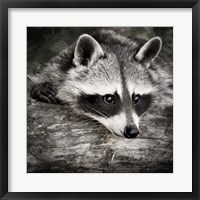 Framed Pondering Raccoon 2