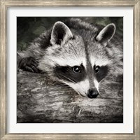 Framed Pondering Raccoon 2