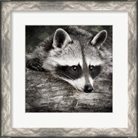 Framed Pondering Raccoon 2