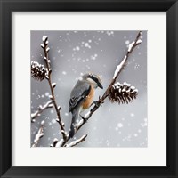 Framed Snow Bird