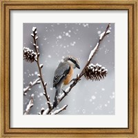 Framed Snow Bird