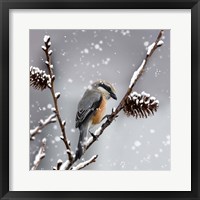 Framed Snow Bird