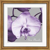 Framed Thankful Orchids