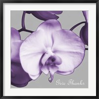 Framed Thankful Orchids