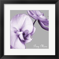 Framed Praying Orchids