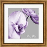 Framed Praying Orchids