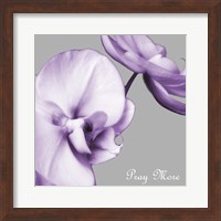 Framed Praying Orchids