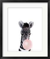 Framed Baby Zebra Bubble Gum