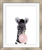 Framed Baby Zebra Bubble Gum