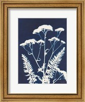 Framed Alpine Flower I