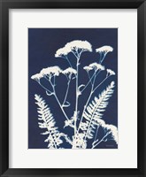 Framed Alpine Flower I