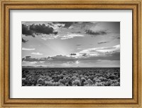 Framed American Sage