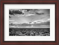 Framed American Sage