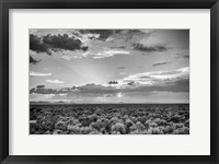 Framed American Sage