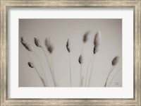 Framed Natural Grasses