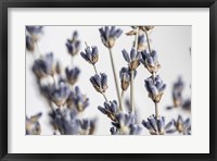Framed Lavender Bouquet