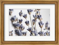 Framed Lavender Bouquet