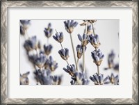 Framed Lavender Bouquet