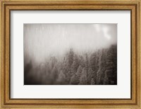 Framed Northern Forests BW