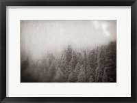 Framed Northern Forests BW