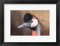 Framed African Crowned Crane