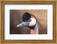 Framed African Crowned Crane