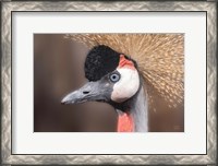 Framed African Crowned Crane