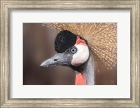 Framed African Crowned Crane