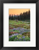 Framed Paradise Wildflower Meadows III