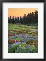 Framed Paradise Wildflower Meadows III