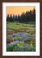Framed Paradise Wildflower Meadows III
