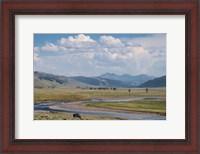 Framed Lamar Valley Bison