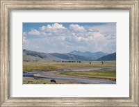 Framed Lamar Valley Bison