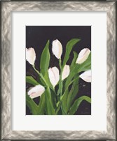 Framed White Tulips on Black (1)