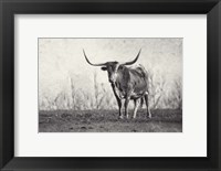 Framed Texas Longhorn