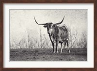 Framed Texas Longhorn