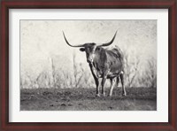 Framed Texas Longhorn