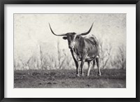 Framed Texas Longhorn
