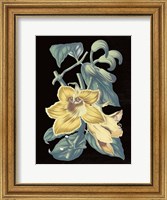 Framed Antique Botanical XVIII Cool on Black